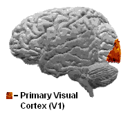 Visualcortex.gif