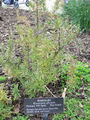 A Rosemary bush at Longwood Gardens