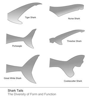 الأشكال المختلفة لذيل القرش