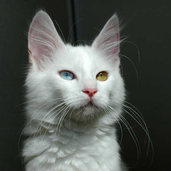 ملف:Odd-eyed Turkish Angora cat - 20080830.jpg