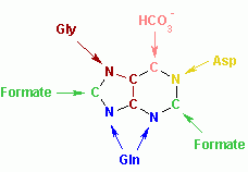 Nucleotides syn3.png