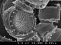 SEM Picture of a Diatom at magnification of 5000X.