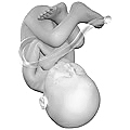 Fetus at 38 weeks after fertilization[4]