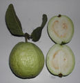 Green guava fruit