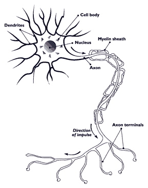 Myelination surrounding the axon
