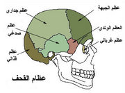 Cranial Bones.jpg