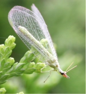 Chrysopidae 3035.jpg