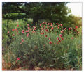 Field of poppies, from a photograph by Sergei Mikhailovich Prokudin-Gorskii, taken ca. 1912.