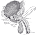 مقطع رأسي في المثانة والقضيب و urethra.