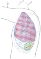 Side of thorax, showing surface markings for bones, lungs (purple), pleura (blue), and spleen (green).