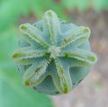 Immature crowning Opium Poppy, top view.