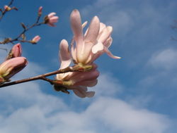 Magnolia.jpg