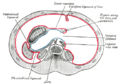 Horizontal disposition of the peritoneum in the upper part of the abdomen
