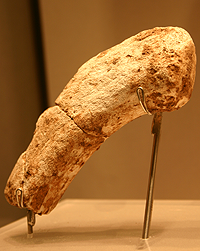 أداة مصنوعة قرون الأيائل، من العصر الحجري القديم، عثر عليها في كهف أنطلياس.
