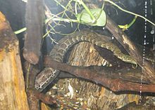 Tentacled Snake at Zoo.jpg