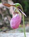 Cypripedium acaule has two stamens. One can be seen from the picture, the other is on the other side