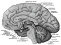 Mesal aspect of a brain sectioned in the median sagittal plane.