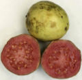 Ripe guava fruit