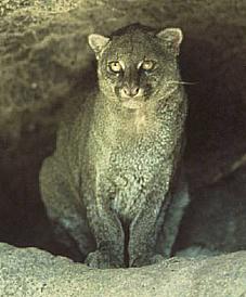 Jaguarundi-s.jpg