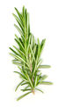 Rosemary Sprig