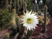 Lightmatter cactus.jpg