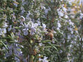 A rosemary bush with many flowers