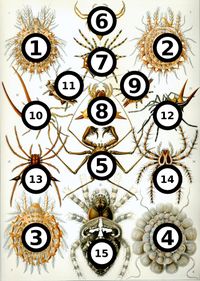 Haeckel Arachnida.jpg