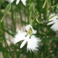 Habenaria radiata. Note the lip