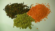 Photograph of three piles of legume seeds coloured brown, pea green, and brown/orange.