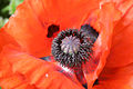Closeup of a poppy flower in private garden Derbyshire UK May 2007 (Derbyshire), [[Yk[gjvm]].