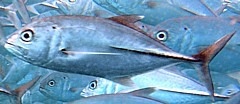 Bigeye trevally hunt cardinalfish in packs and herd them against the reef. When the cardinalfish panic and break school formation, the trevally pick them off.