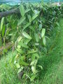 A vanilla plantation in a "shader" (ombrière) on Réunion.