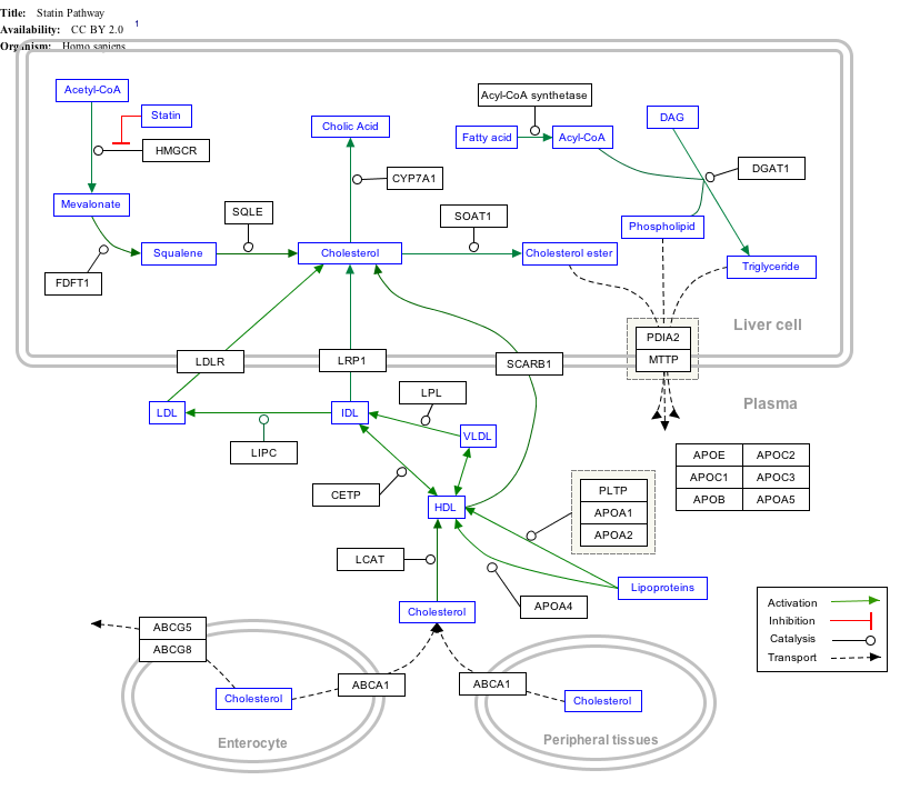 Statin_Pathway_WP430