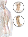 Illustration of cervical vertebrae.