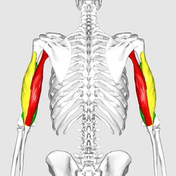 Triceps brachii muscle06.png