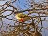 Northiella haematogaster -Cocoparra National Park-8.jpg