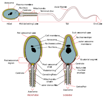Complete diagram of a human spermatozoa.svg