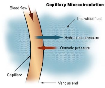 Illu capillary microcirculation.jpg