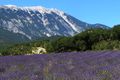 Mont Ventoux and a field of lavender