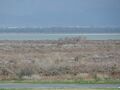 Limassol Salt Lake 1.JPG