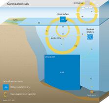 Marine carbon cycle[421]