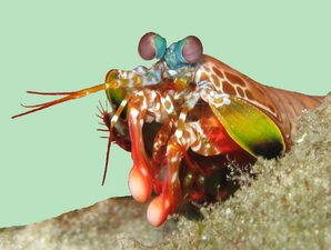 Mantis shrimp have the most advanced eyes in the animal kingdom,[291] and smash prey by swinging their club-like raptorial claws.[292]