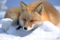 A red fox, or vulpes vulpes, in the snow.