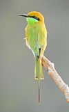 Green bee-eater (Merops orientalis) Photograph by Shantanu Kuveskar.jpg