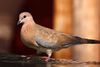 Laughing dove (Spilopelia senegalensis cambayensis).jpg