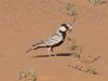 Black-crowned Sparrow Lark small.jpg
