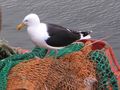 Great Black-backed Gull, Stornoway, Hebrides