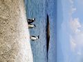 African Penguins on Boulders Beach near Cape Town.