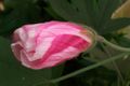 Hibiscus splendens, a rainforest plant from eastern Australia.
