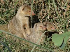 Indian gray mongoose pups